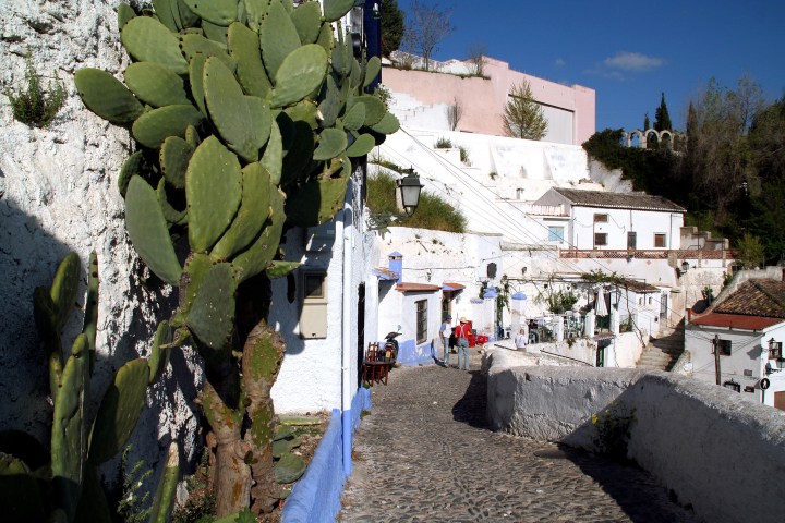a cactus in front of a building