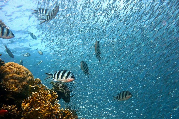 a bird flying over a body of water