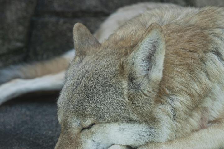 a cat that is lying down and looking at the camera