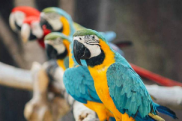 a colorful bird perched on top of a parrot